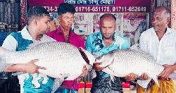 পদ্মার দুই কাতলের দাম ৮৬ হাজার টাকা 