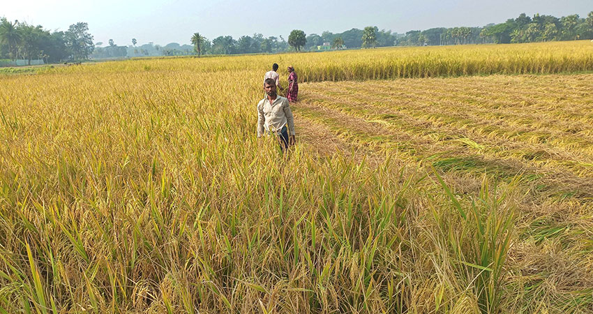 দৈনিক মজুরি প্রায় ২ মণ ধানের সমান, বিপাকে চাষিরা