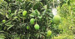 সাতক্ষীরায় আম ক্যালেন্ডার ঘোষণা