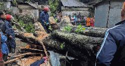 বগুড়ায় ঝড়ে গাছ চাপায় ব্যবসায়ী নিহত