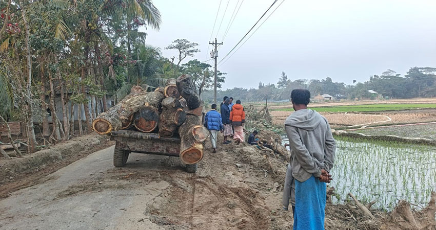 কবিরহাটে ইউপি চেয়ারম্যানের বিরুদ্ধে সরকারি গাছ কাটার অভিযোগ