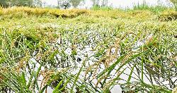 ধনবাড়ীতে ঝড়-বৃষ্টিতে পানিতে ডুবছে পাকা ধান, ক্ষতির আশঙ্কায় কৃষক