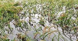 ধনবাড়ীতে বৃষ্টির পানিতে তলিয়ে গেছে পাঁকা ধান