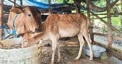 ঘুষ না দেওয়ায় জেলের সরকারি প্রকল্পের গরু ‘গায়েব’, মিলল অন্যের গোয়ালে