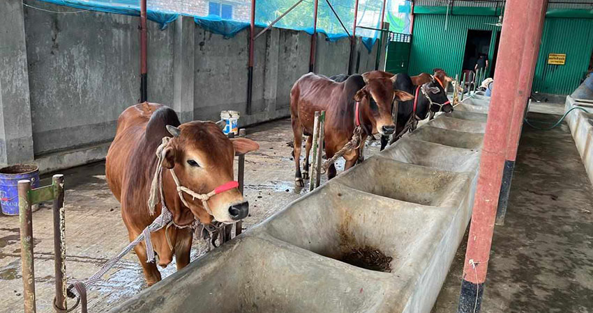 খুলনায় চাহিদার তুলনায় বেশি কোরবানীর পশু উৎপাদন