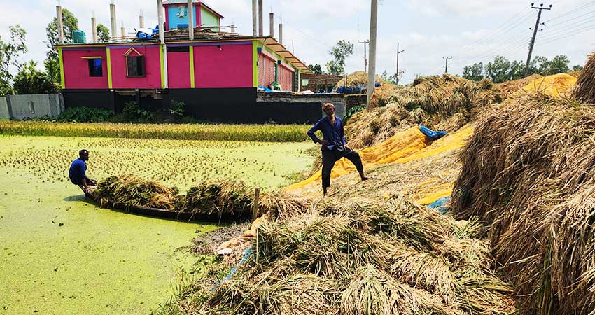 বাম্পার ফলনেও হাসি নেই কৃষকের মুখে: এক মণ ধানের দামে মিলছে না শ্রমিক
