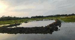 আমতলীতে সরকারি খালের মাটি ইটভাটায় বিক্রি