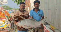 পদ্মার ২১ কেজির কাতল ৪৩ হাজার টাকায় বিক্রি