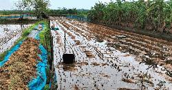খুলনায় টানা বর্ষণে বোরো ধান ও গ্রীষ্মকালীন ফসলের ব্যাপক ক্ষতি