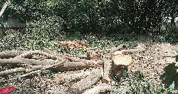 সাদুল্লাপুরে গাছ কেটে জমি দখল চেষ্টার অভিযোগ