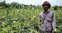 বাঘার ঢেঁড়সের চাহিদা দেশজুড়ে, বদলাচ্ছে কৃষকের ভাগ্য