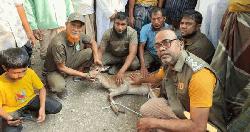 কুকুরের ধাওয়া খেয়ে লোকালয়ে আশ্রয় নিল হরিণ, উদ্ধার করল বন বিভাগ