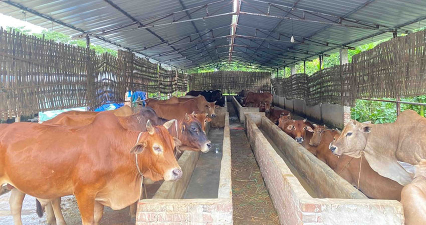 রামগতিতে কোরবানির জন্য ৩০ হাজার গরু প্রস্তুত, ভাইরাস আতঙ্কে খামারিরা
