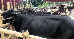 শাহজাদপুরে প্রস্তুত ১ লাখ ৩৫ হাজার পশু