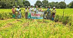 ফকিরহাটে বাড়ছে ব্রি ধানের আবাদ, কমছে হাইব্রিড নির্ভরতা
