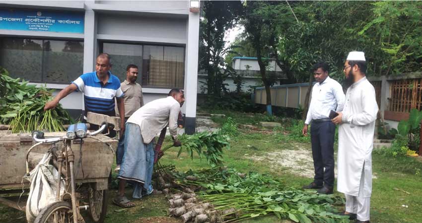 ঘোড়াঘাটে ২২০টি ইউক্যালিপটাস গাছের চারা ধ্বংস