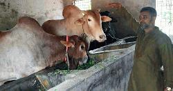 রাজশাহীতে কোরবানির হাট কাঁপাতে আসছে ‘সিমবা’ ও ‘লালু’