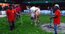 ৬ লাখ টাকায় বিক্রি হলো ‘নেতানিয়াহু’