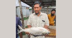 আড়াই কেজির 'রাজা ইলিশ' বিক্রি হলো প্রায় ১১ হাজারে