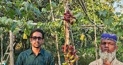 দশমিনায় আঙুর চাষে সম্ভাবনার নতুন দিগন্ত