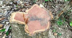 সাতছ‌ড়ি‌ জাতীয় উদ‌্যান থেকে সেগুন গাছ চু‌রি