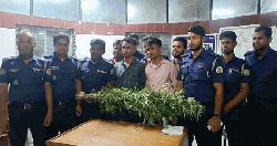 বাড়ির আঙিনায় গাঁজার চাষ; দুই ভাই আটক