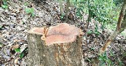 সাতছড়ি জাতীয় উদ্যান থেকে সেগুনগাছ চুরি