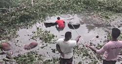 গরুবাহী ট্রাক খালে, ৪ গরুর মৃত্যু