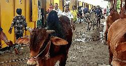 কোরবানির পশু নিয়ে জামালপুর থেকে ঢাকায় স্পেশাল ট্রেনের যাত্রা