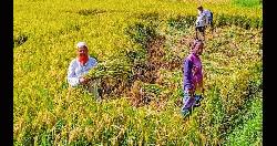 ফেনীতে এক মাঠে ৬৭টি জাতের ধানের আবাদ