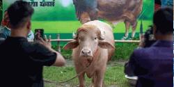 কোরবানি হচ্ছে না ‘ডোনাল্ড ট্রাম্প’