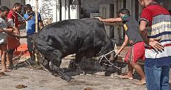 ঢাকা নগরীর বিভিন্ন এলাকায় চলছে পশু কোরবানি