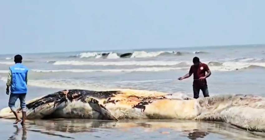কুয়াকাটা সৈকতে ভেসে এল ৫৮ ফুটের তিমি