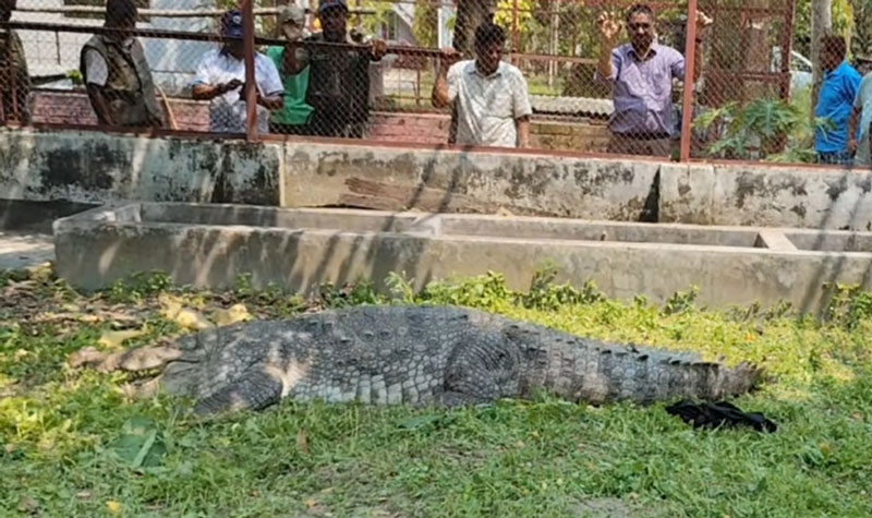যেখানে স্থান পেল খানজাহান আলী মাজারের কুমির