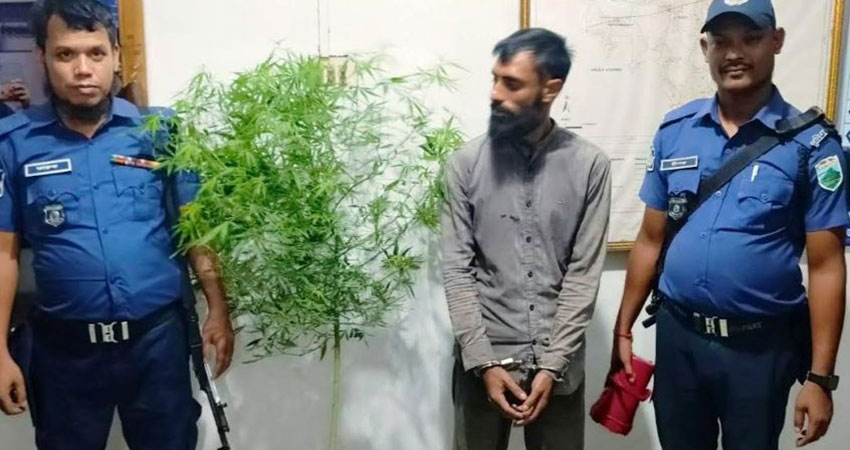 চাটমোহরে গাজার গাছসহ যুবক আটক
