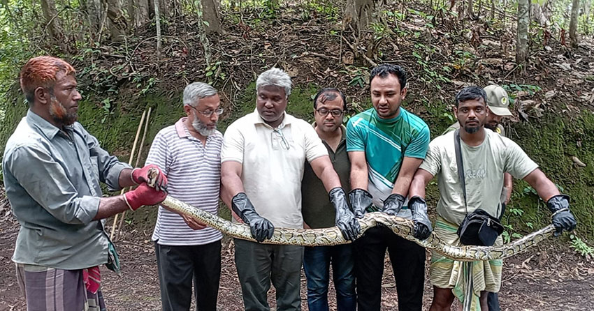 কাপ্তাইয়ে ৮ ফুট দৈর্ঘ্যের অজগর উদ্ধার, বনে অবমুক্ত