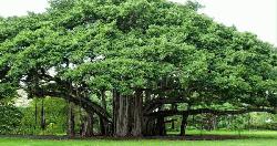 এক অনন্ত বটবৃক্ষের গল্প 