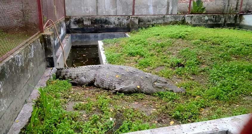খুলনায় ‘খাবার বয়কট’ করে অভুক্ত রয়েছে মাজারের সেই কুমির