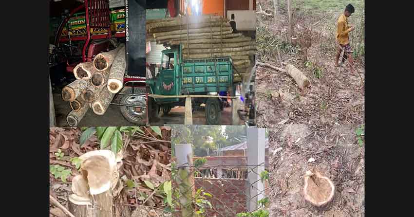 পেকুয়ায় বন উজাড়ের মহোৎসব: পিকআপ-সিএনজিতে কাঠ পাচার