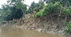 নদী গিলে খাচ্ছে বাপ-দাদার বসতভিটা, ঝুঁকিতে শতাধিক পরিবার