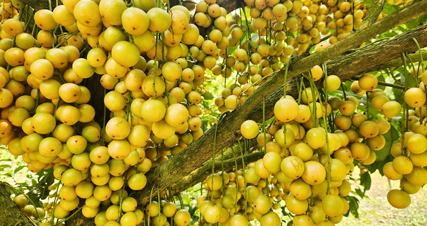 শখের লটকন চাষে লাখ টাকার সফলতা