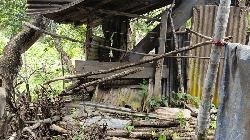 বুনো হাতির তাণ্ডব: আতঙ্কে রাত কাটছে কৃষক পরিবারের