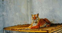 সুস্থ হয়ে আবাসস্থল সুন্দরবনে ফিরছে সেই বাঘিনী