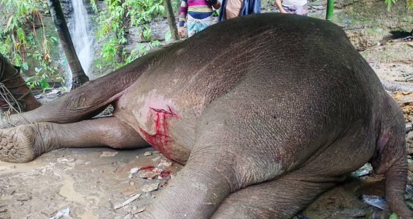 প্রধানমন্ত্রীর নির্দেশে টেকনাফে পাহাড় থেকে পড়ে গুরুতর আহত বন্য হাতির চিকিৎসা চলমান