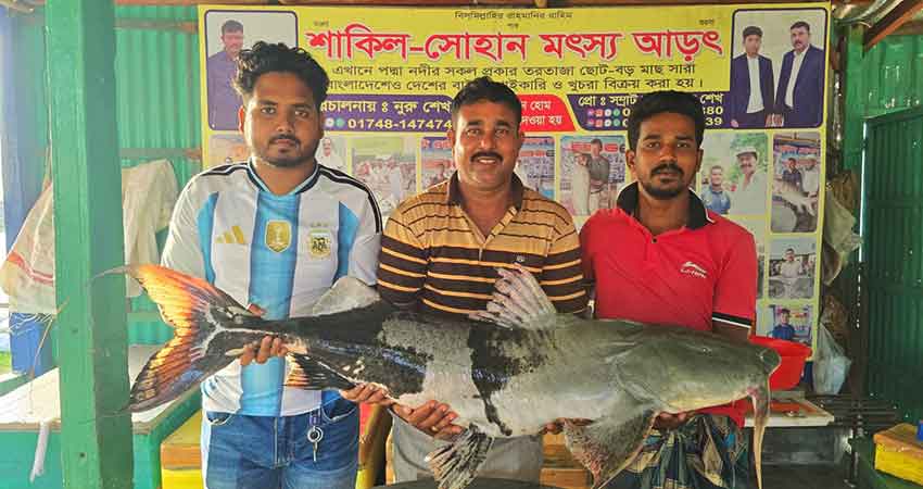 পদ্মার দুই বাগাইড়ের দাম সোয়া লাখ টাকা