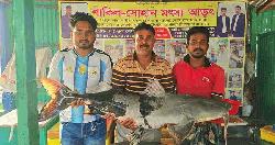 পদ্মার দুই বাগাইড়ের দাম সোয়া লাখ টাকা