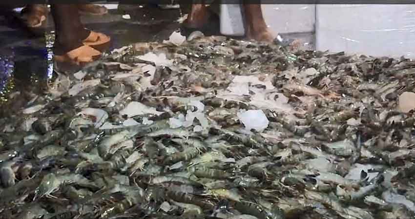 সাতক্ষীরায় জেলি পুশকৃত ৮২০ কেজি চিংড়ি ধ্বংস