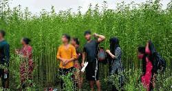 কুষ্টিয়া সীমান্ত দিয়ে ৮ জনকে পুশইনের চেষ্টা প্রতিহত বিজিবির