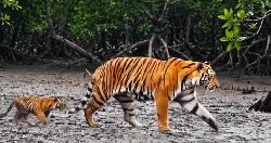 বিশ্ব বাঘ দিবস: নানা হুমকির মধ্যেও বাড়ছে রয়েল বেঙ্গল টাইগারের সংখ্যা