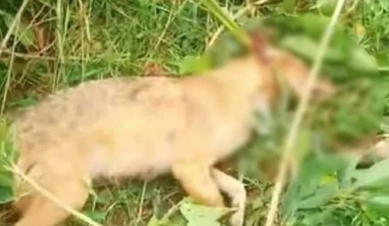 সংগৃহীত ছবি